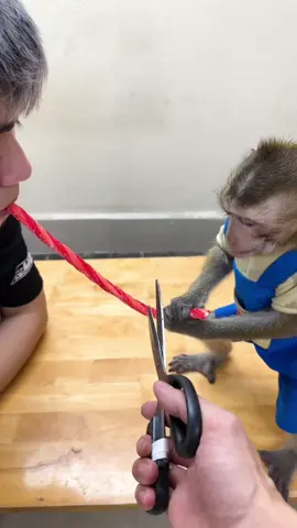 Pensez-vous que c'est juste🐒🥰😂#fyp #monkey #animal #shorts #tik_tok 