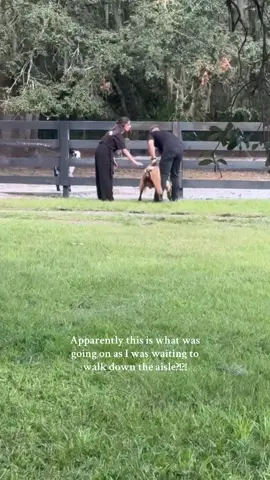 Is this that escape goat that Huda was talking about?  Recorded by: @DanDan #weddingfail #escapegoat #barnwedding #animals #fail