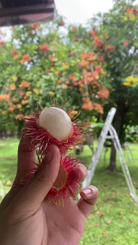 September is rambutan season ♥️#fruits #foryourpage #fyppppppppppppppppppppppp 