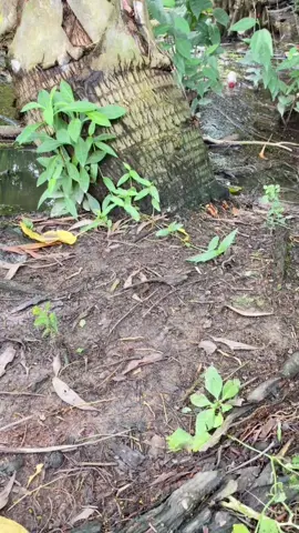 Cờ lê đa năng tám đầu xoây 360 độ #cole #coledanang #cole8dau #colevannang #xuhuong 