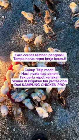 #viral #explore #ternakayam #titipfarm #fyp #foryou #ternakviral #ayamkampung #kemitraanayam #peternakan #fypシ゚viral🖤tiktok 