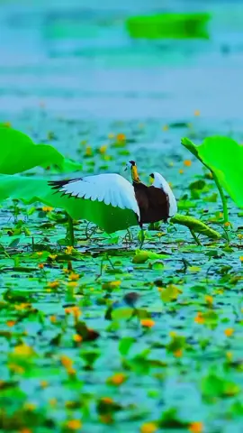 #islamic_video #foryou #foryoupage #tiktokviral #