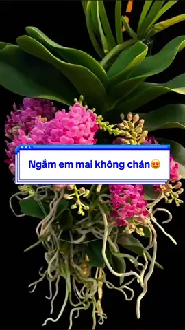 #hoalangiong #longervideos #luadecor #xuhuong #golua 