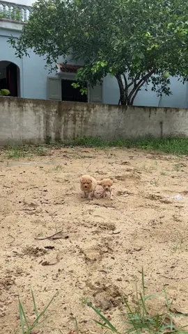 Xin Chào 👋 #kênhcủaBaChó #poodle 