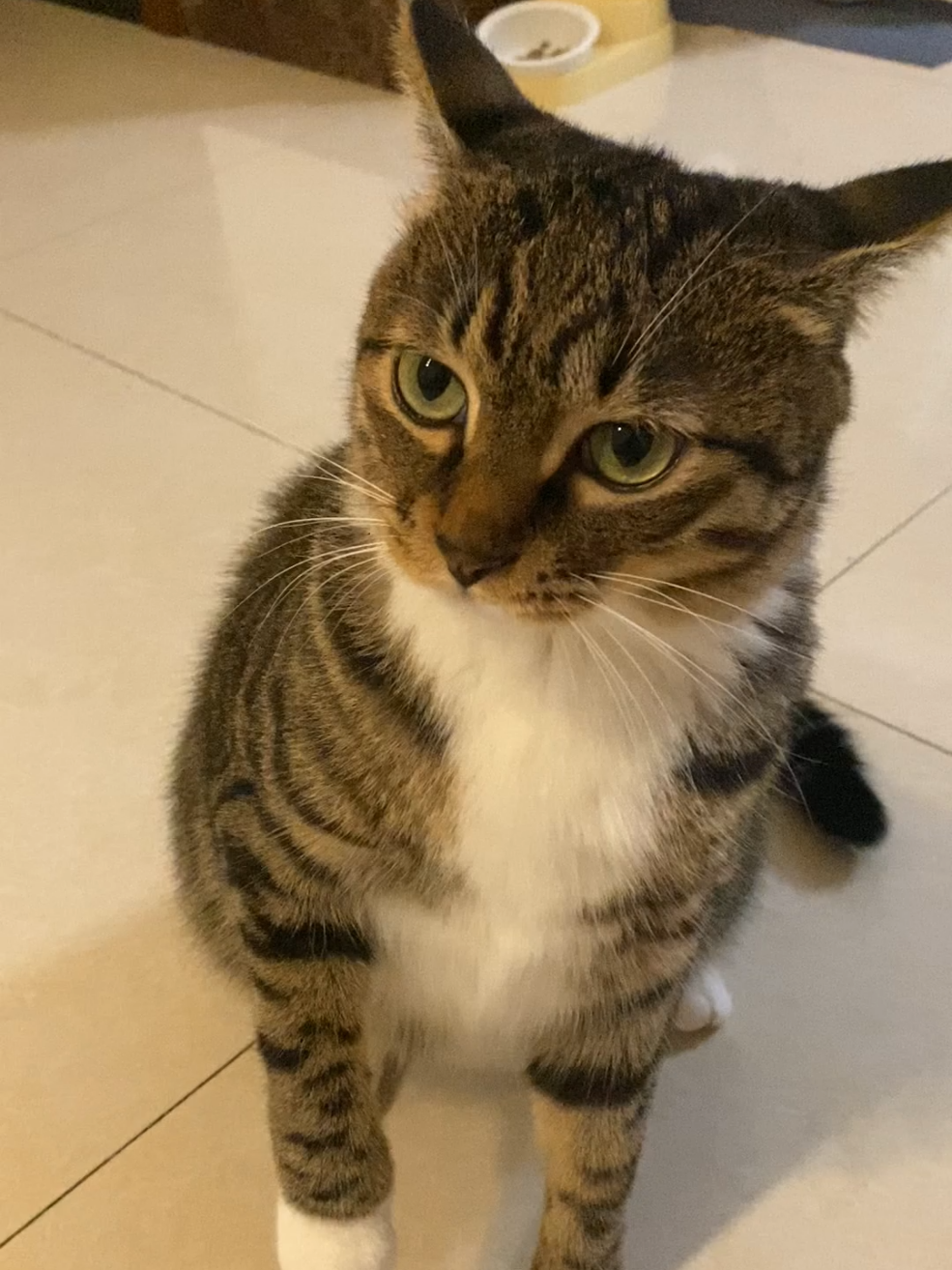 #petkit#cat#catsoftiktok #kitten #cute 