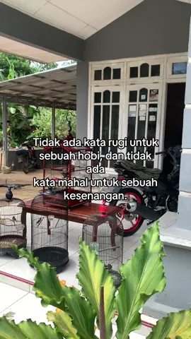 Josjis #kicaumaniaindonesia #kicaumania #storykicaumania #fyppage #promomakangajian #fyppberanda 