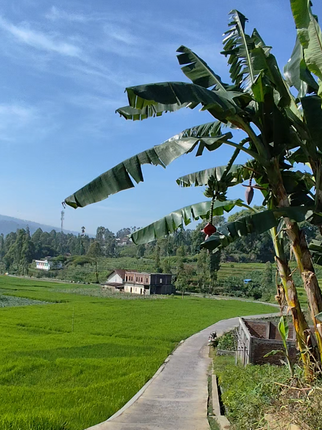 #cisurupan #garut #garutselatan #garutjawabarat #fyp 