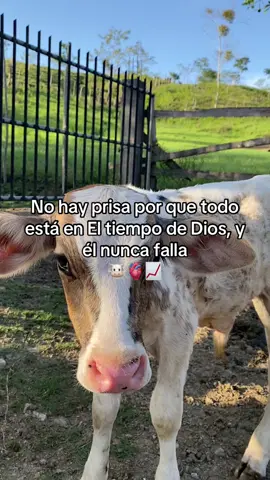 Las bendiciones de Dios son infinitas 😻🫀🐮#vaquero #vidaderancho #sueñosymetas #ganado #vacas #ganadero #agro #ranchito #🐮 