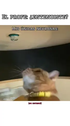 nop . . . . . #aroundtheworld #daftpunk #gatos #memes 