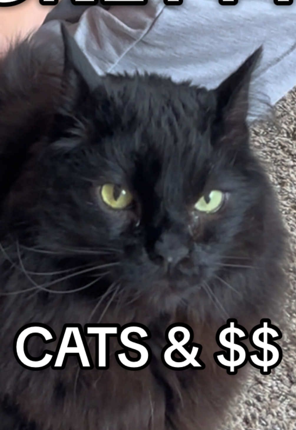 GIRLS LIKE CATS AND MONEY #catsoftiktok #blackcat #funnycats #poppunk #funny 