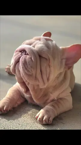 #furbabymom #tiktok #Love #puppytiktok #fyp 