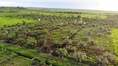 Alih fungsi lahan, lahan gambut yg awalnya untuk pertanian padi, berubah menjadi perkebunan kelapa sawit, Karena tanaman padi sudah tidak produktif lgi,🪼 #dji  #mavicair 