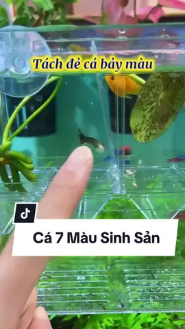 Lồng tách đẻ cho cá, mấy dòng này sinh sản nhiều thì có lồng tách này tiện lắm luôn nhé #longtachdeca #tachcade #longtachcade #longtachdechoca #cabaymau 
