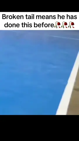 Somebody get their cat#catsoftiktok #cats #fypage #fyppppppppppppppppppppppp 