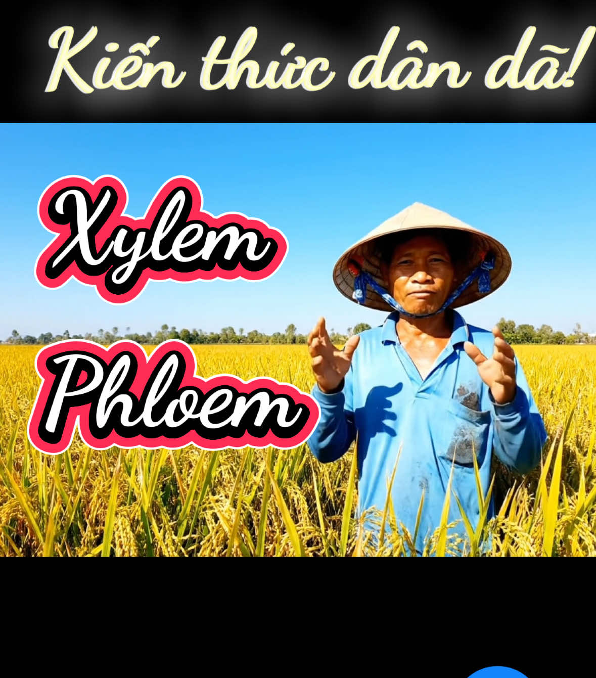 Kiến thức dân dã P7 Hai con đường vận chuyển của cây Mạch gỗ-mạch rây Xylem-phloem Xylem như đường ống vận chuyển chất đơn giản nhẹ, chuyển 1 chiều từ rễ lên ngọn.. Phloem như xe tải đi đa chiều vận chuyển hàng cồng kềnh amino, hormon sinh trưởng.. …. Cơ chế sinh tồn của tự nhiên vô cùng kì diệu.. Hãy theo dõi mình để không bỏ lỡ những clip thú vị nhé! Dân dã đơn giản dễ hiểu! #fyp #caytrong #phanbon #nongdan #npk 