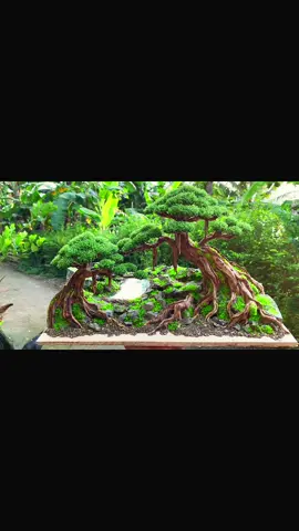 Bonsai danau 40x30x30cm 🌳🚚🙏#aquascapetemajunggle #aquarium #bonsaiaquascape 