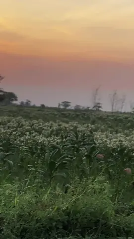 ready bahan eceanmuu mbahh😍#fyp #cb #celeng #cbindonesia #trendingtiktok 