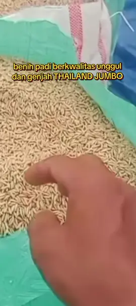 #benih padi padi THAILAND JUMBO ada 2 kemasan 1kg/5kg #petaniindonesia🇮🇩🇮🇩🇮🇩🌿🌿 #fyppppppppppppppppppppppp 
