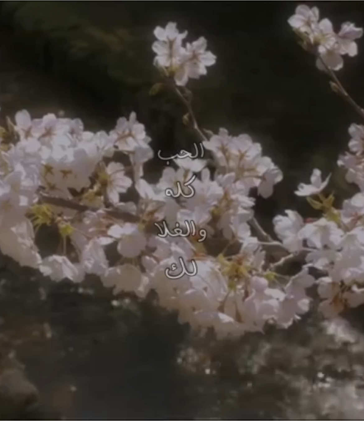 الحب كله والغلا لك❣️#explore #viral #fyp #غّزال  