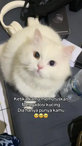 Kamu punya banyak orang, tapi dia hanya punya kamu #kucing #cat #kucinglucu #fyp #cats 