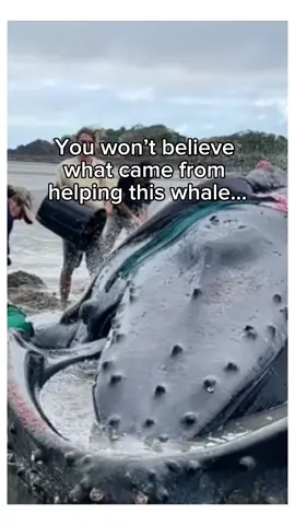 You wouldn’t believe it if it wasn’t recorded🥹❤️ #wholesome #animals 