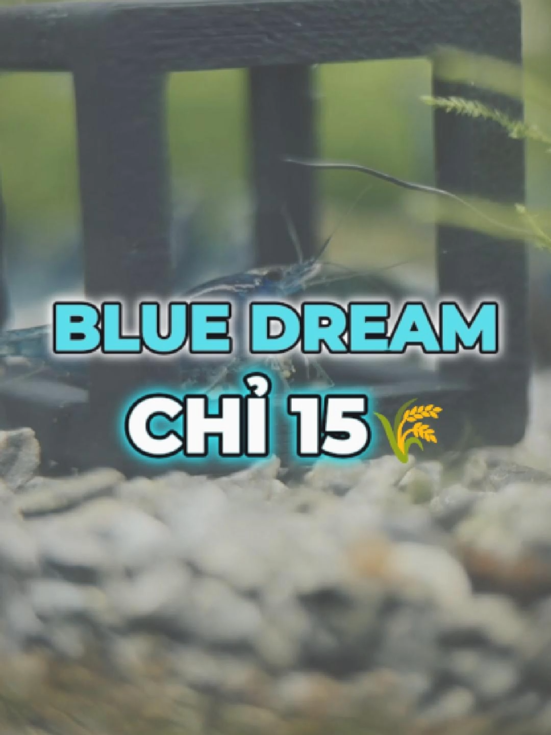 Quá là Xanh 😎 #Shurinmall #fyp #thuysinh #tepcanh #tepmau #blue #bluedream