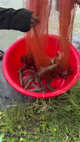 Tôm sú đang tăng giá.! Vào mùa tôm Công nghiệp thị trường đang Hút hàng.#tômgiốngcp 