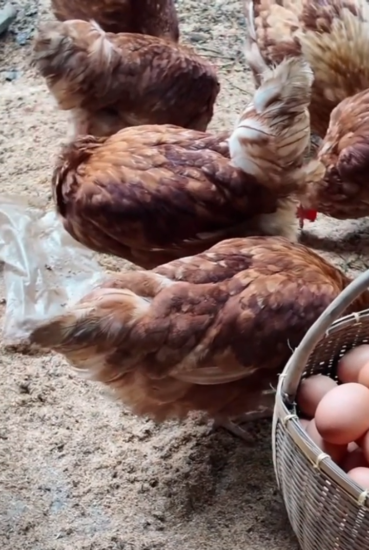 vitamin ayam 🐔 petelur 🥚# #vitaminayam #boosterayampetelur #ayampetelur #telurayam #peternakayam 