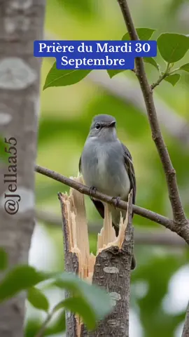 Gloire à Dieu pour ce Mois qui se termine et nous accueillons le nouveaux moi avec gratitude. Peux tu remercier Dieu pour le parcours de ce moi de Septembre? #priere #30septembre #reconnaissance #Jesusestseigneur #CapCut 