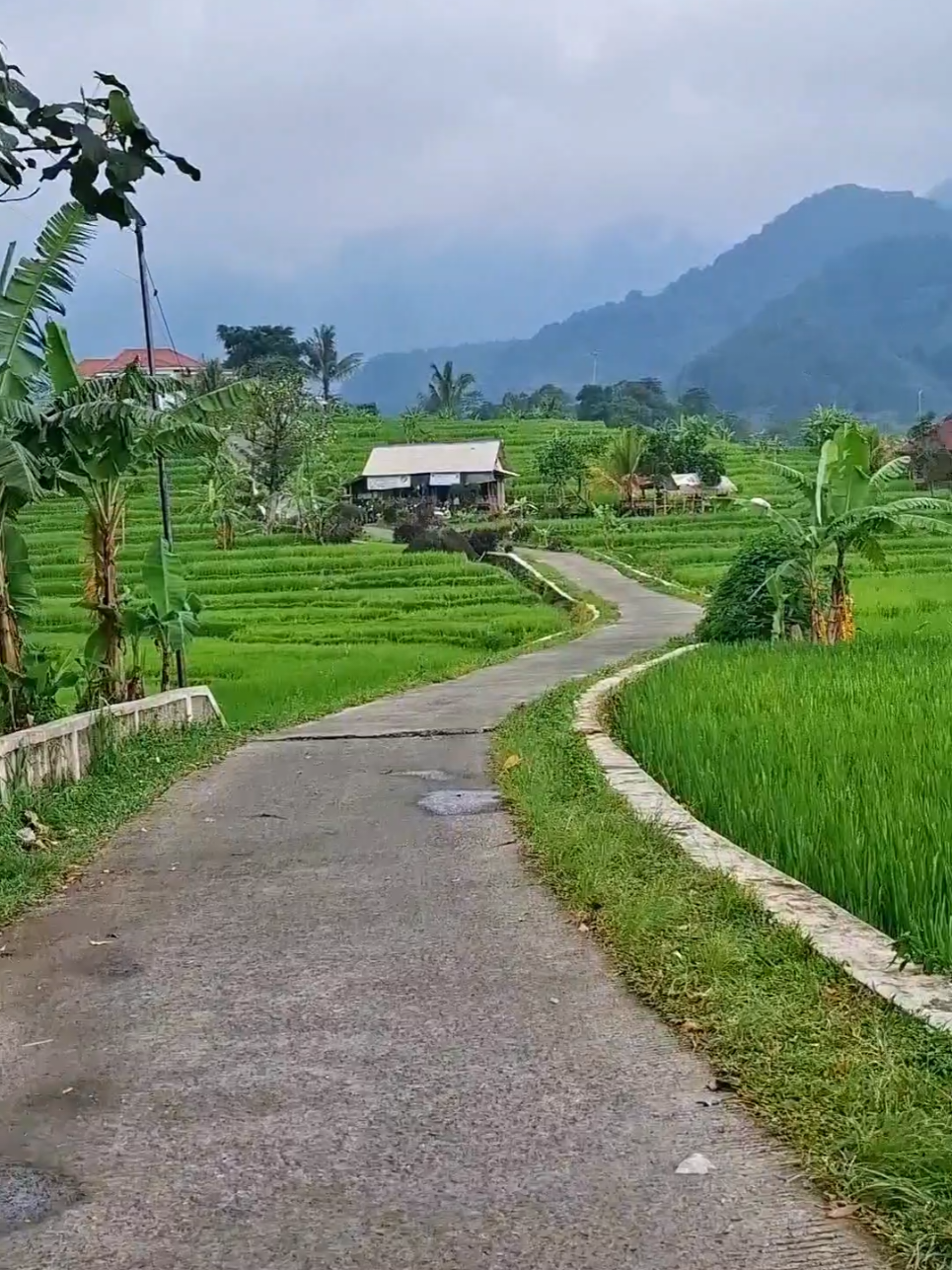 Nikmati Alam Pedesaan #desawisata #halimunsalakbogor #pamijahanbogor #pesawahandipedesaan #motovlogger 