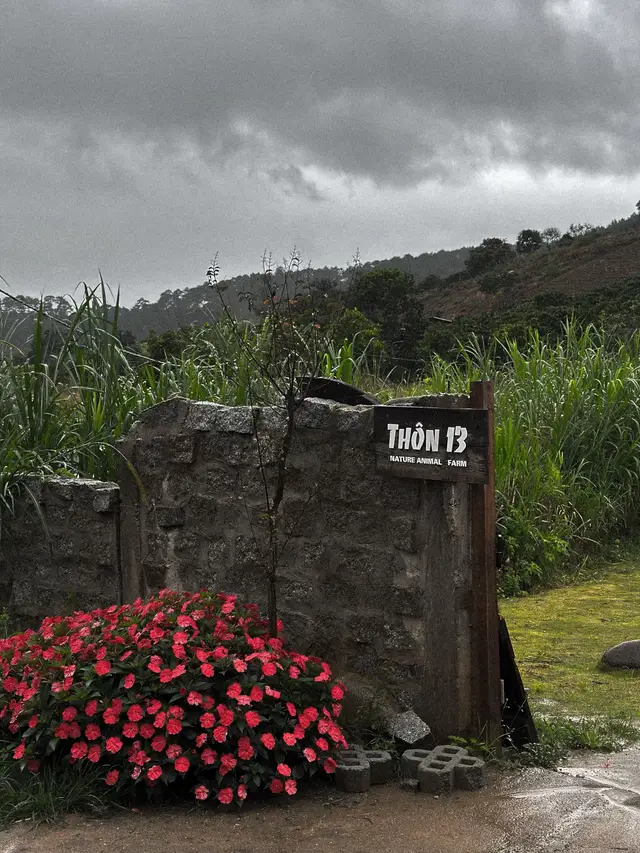 Rừng thông, hoa lá mây và em....#dalat 