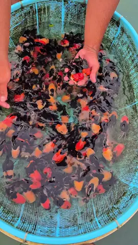 Full Tancho panda #arindogoldfish #arindofishfarm #grosirikanhias #grosirikanhiastulungagung #shippingtochina🇨🇳 