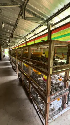 puyuh petelur usia 14 hari siap panen di usia 30 hari, monggo yang mau pesan bibit atau puyuh siap telur 🙏🏻