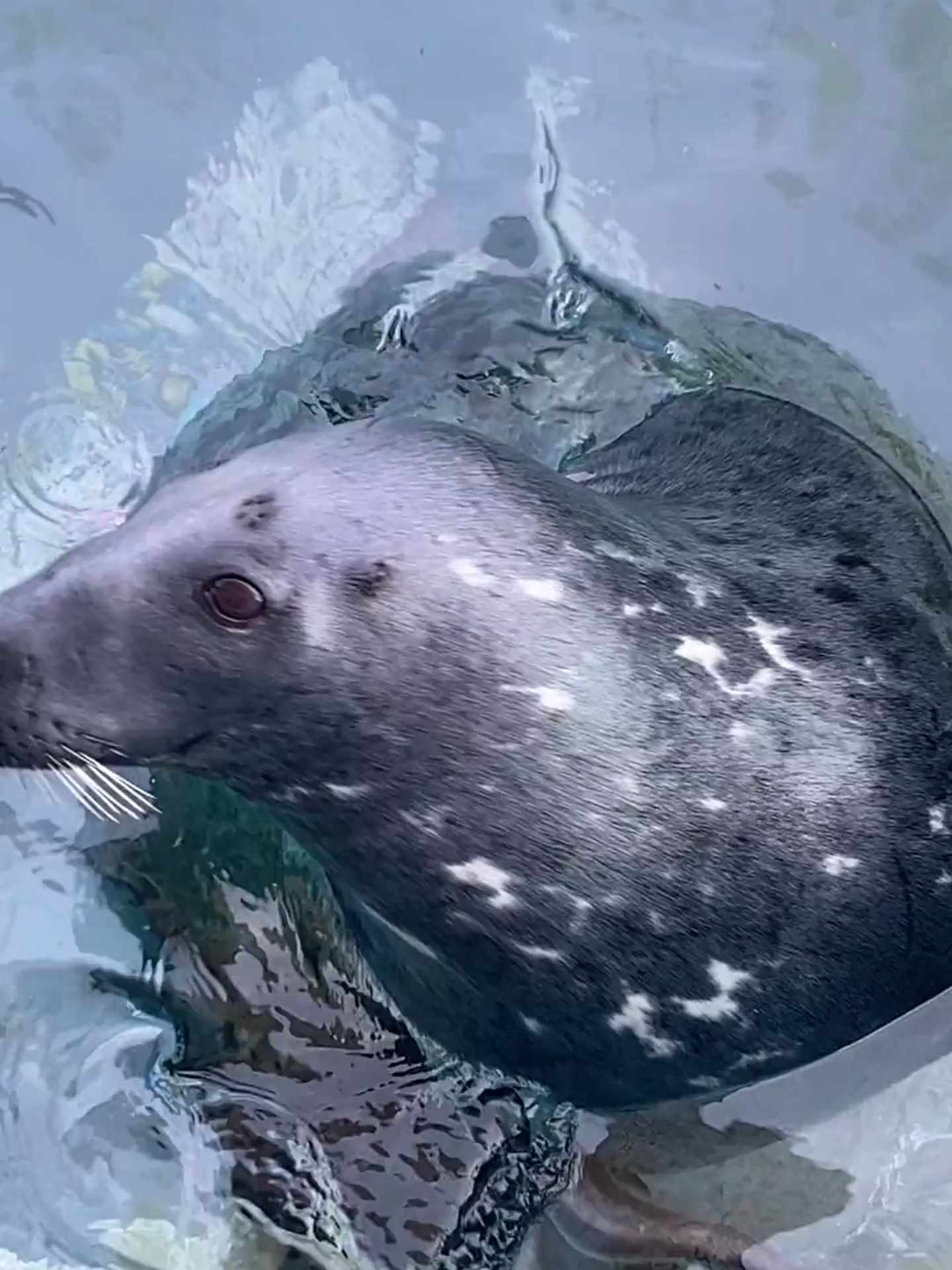 #seals #zoo