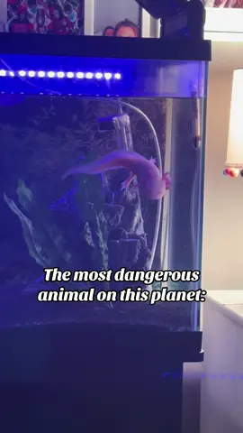 Pls watch til the end im screaming lmfao #dangerous #axolotl 