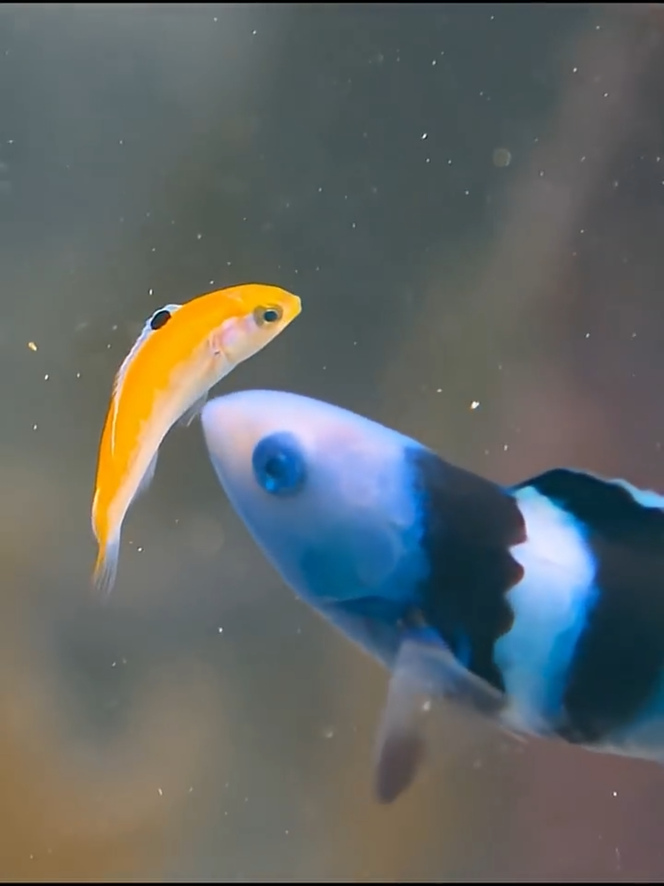 This changes from female to male in 3 weeks. #wildlife #nature #fish #lgbt 