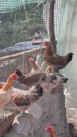 #fentysuperbrandday #birds #chick3n #farmlife 