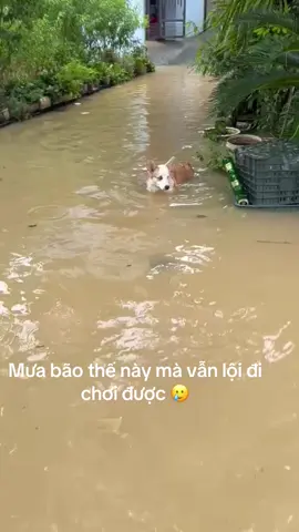 Tình hình mưa bão thế nào rồi , các đồng gâu vẫn ổn chứ , thả ảnh vào đây để biết chúng ta vẫn an toàn nào #bualoi  #corgi #xuhuong #baobualoi  