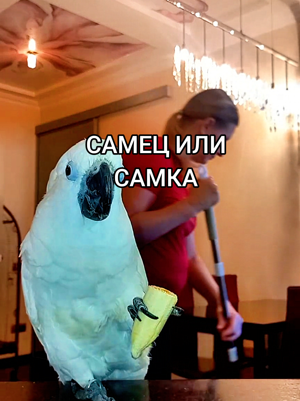 Петя настолько любит,когда я на кухне,может сидеть очень послушно,лишь бы я не ушла) #birds #parrot #попугай #umbrellacockatoo #накухне 