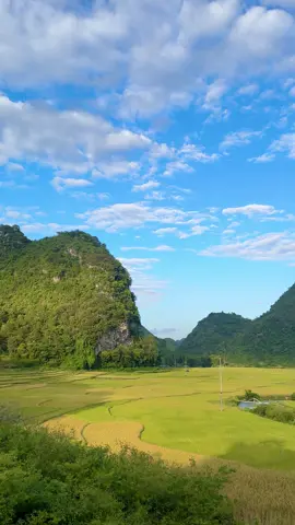 Bức tranh mùa thu #caobang #langthangcaobằng #muavangcaobang 