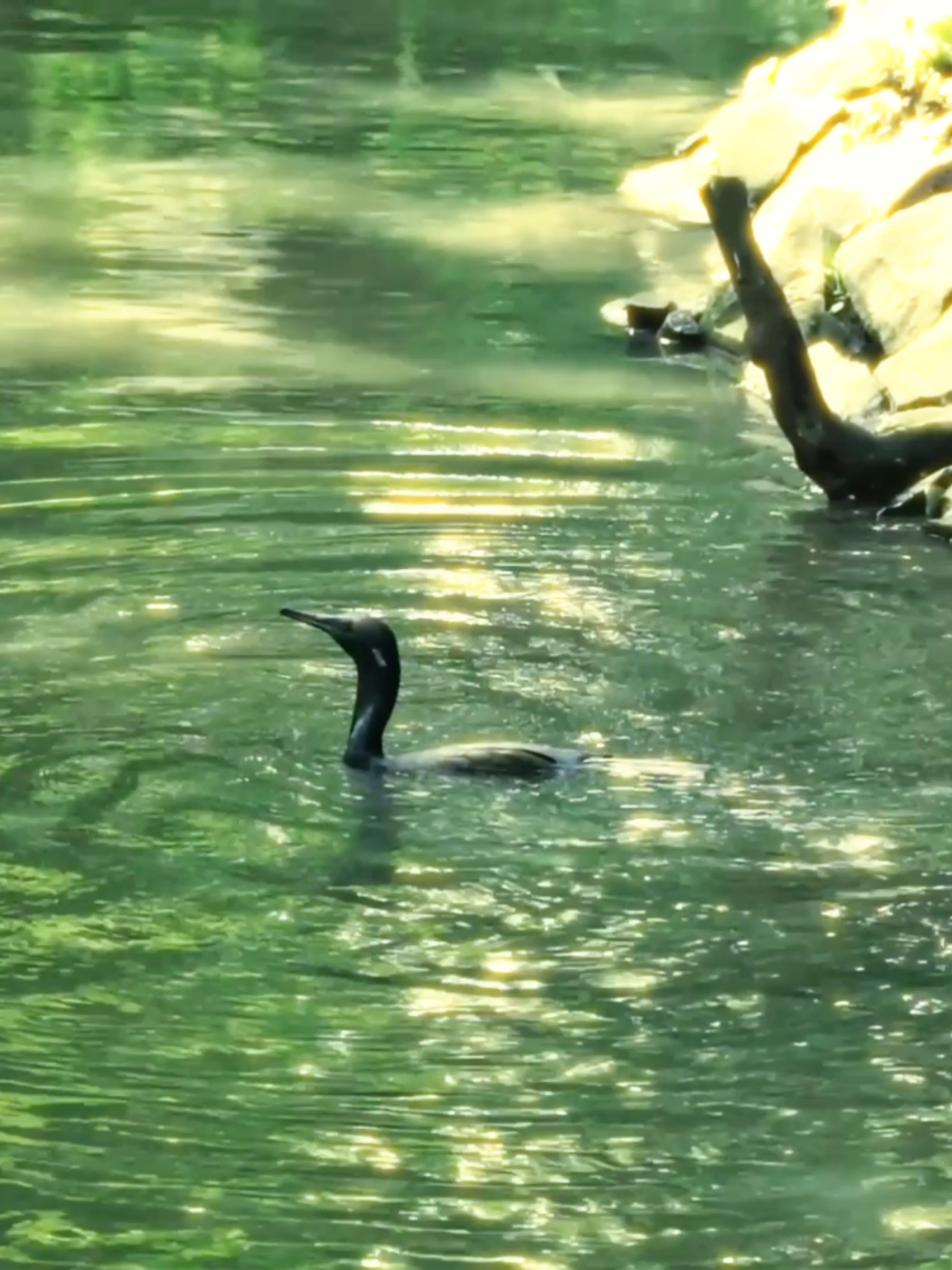 Có một sở thú xanh mát giữa lòng Sài Gòn đông đúc. Mình đi sở thú vô số lần, nhưng mỗi lần đi đều là một cảm giác mới lạ từ thiên nhiên mang lại. #vietnam #hun.mechup #sonya6000 #thaocamvien #sothu #tphcm