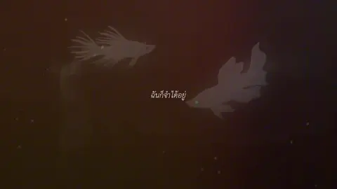 summertime ( #gego #goge #jujutsukaisen #fypage )