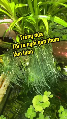 Đang nhỏ xanh phòng nấm nên rể bị dính xanh chớ không thì trắng nõn nà #lá_dứa #lá_nếp #trồngcâydứa thủy sinh 