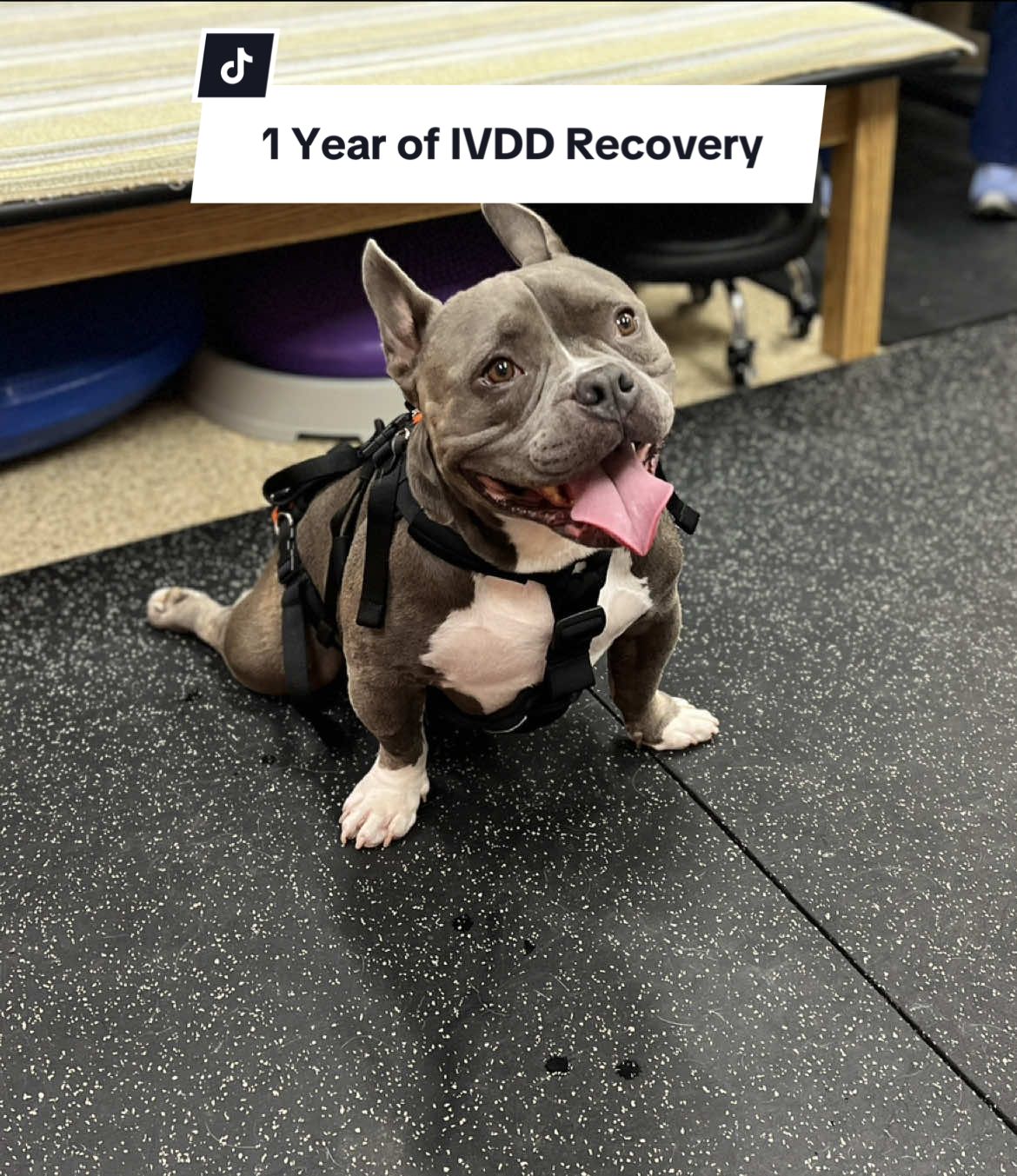 I cannot even put into words how happy it makes me watching the progress he’s made! A year ago (and for a good 5 months in to his recovery), I could not see a light at the end of the tunnel. There was no guarantee he would ever walk again. Having a paralyzed, incontinent dog was one of the toughest things I’ve ever gone through. I was exhausted, frustrated, stressed, sad, angry and it put me into a bit of depression honestly.  Our lives changed completely. Had to move downstairs in our home and make many life adjustments. Looking back to the beginning, I/we were so scared. We had no idea about IVDD. Navigating it was petrifying - waking up all through the night to change pee pads or to a surprise 💩, to check on him and make sure he was okay, having to learn to express his bladder and to see him struggle was heartbreaking.  But through all of that, he remained his happy, silly, mischievous, charismatic, full of life self. We never gave up hope.  He has come so far and I thank god every day we still have him. 🩶🩶🩶🩶🩶 #ivdd #ivddsurvivor #ivddrecovery @Hollow Coves 