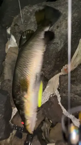 WTD gada obenggg #barramundi #ryobiultrapower #capung #castingfishing🎣 #mancing 