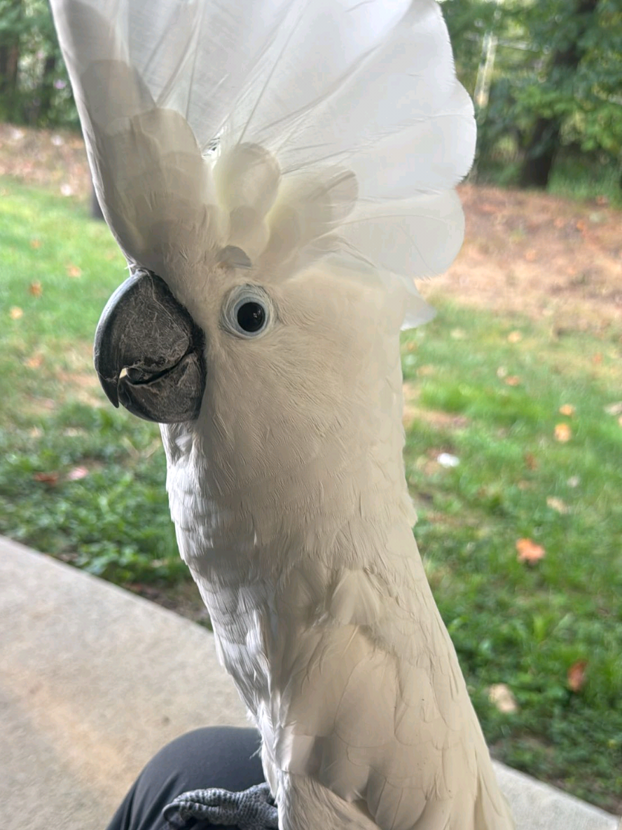 Bella esta asechando al pay.  #😂 #cacatua #aves #bella #pelea 
