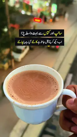 سانپ اور کتوں سے بہت واسطہ پڑا  اب دیکھ کر پتا چل جاتا ہے کاٹنے آیا ہے یا چاٹنے  #islamabad #growmyaccount #unfreezemyaccount #caption #tea 