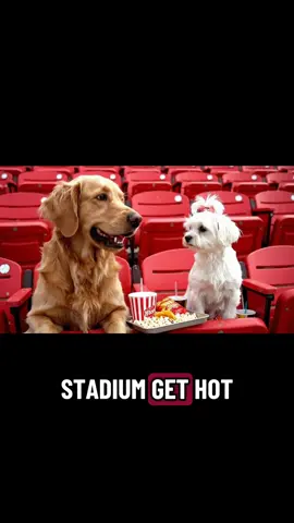 Why did the stadium get hot after the game ended? 🤔. #funnydogs #funnydogvideos #dogloversoftiktok #funnypets #doghumor 