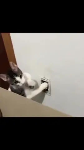 thương ghê chưa🤣🤣🤣 #mèo #cat #meme #funny #viral 