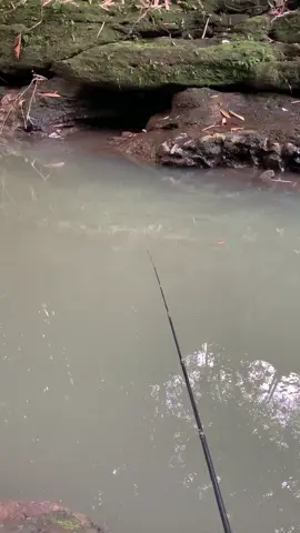 nek mumet mancing sek kang😁#mancingkali #mancingliar #mancing 